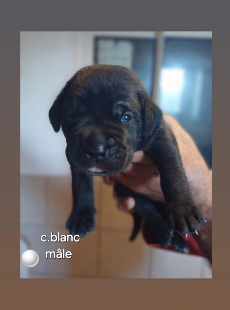 Des Gardiens De L'Eau Vive - Chiot disponible  - Cane Corso