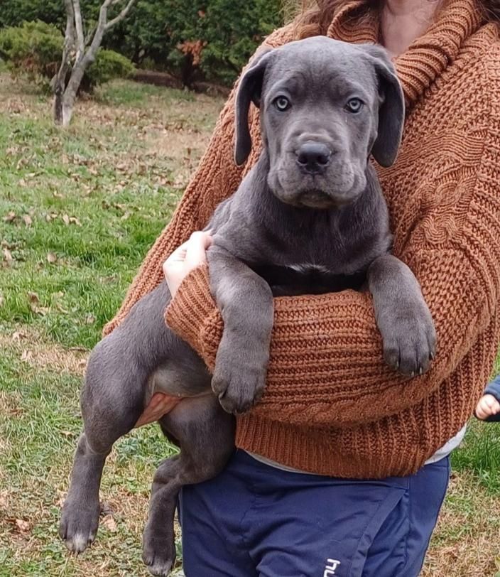 Des Gardiens De L'Eau Vive - Chiot disponible  - Cane Corso