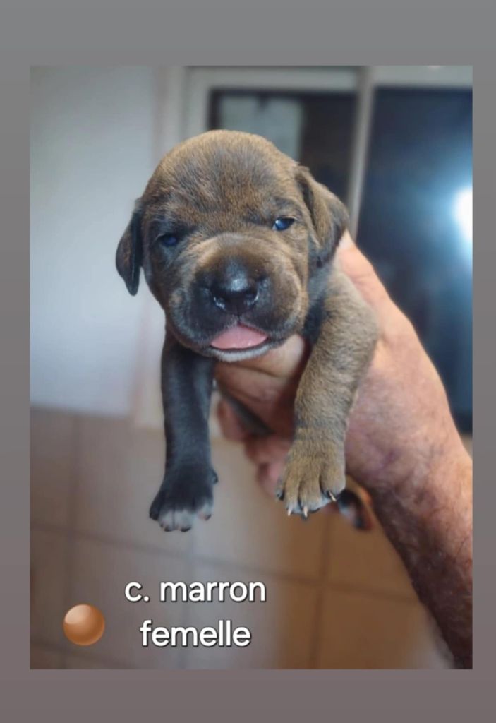 Des Gardiens De L'Eau Vive - Chiot disponible  - Cane Corso