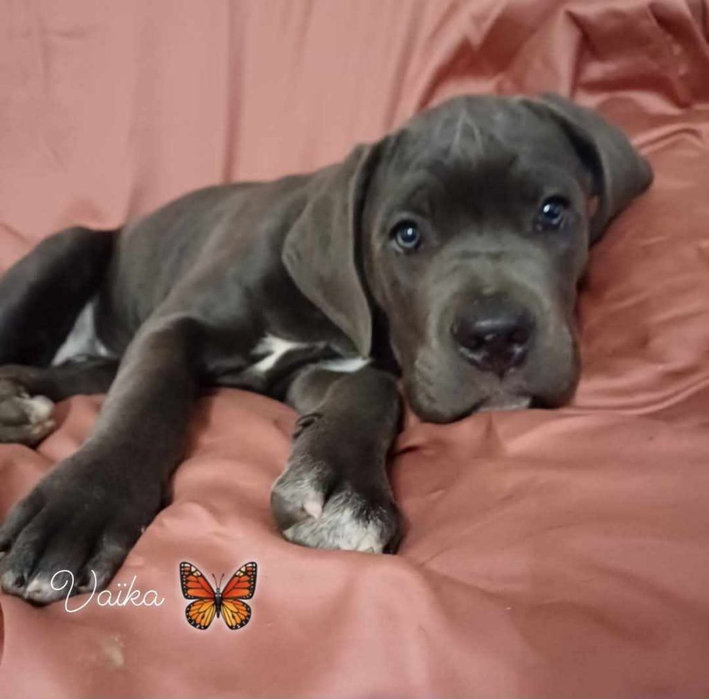 Des Gardiens De L'Eau Vive - Chiot disponible  - Cane Corso