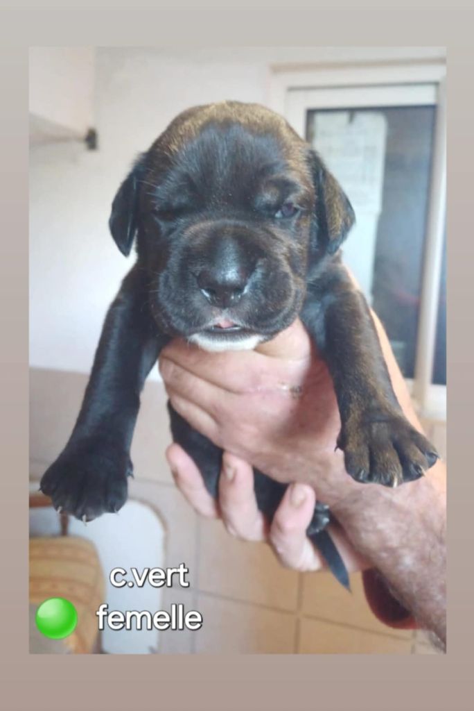 Des Gardiens De L'Eau Vive - Chiot disponible  - Cane Corso