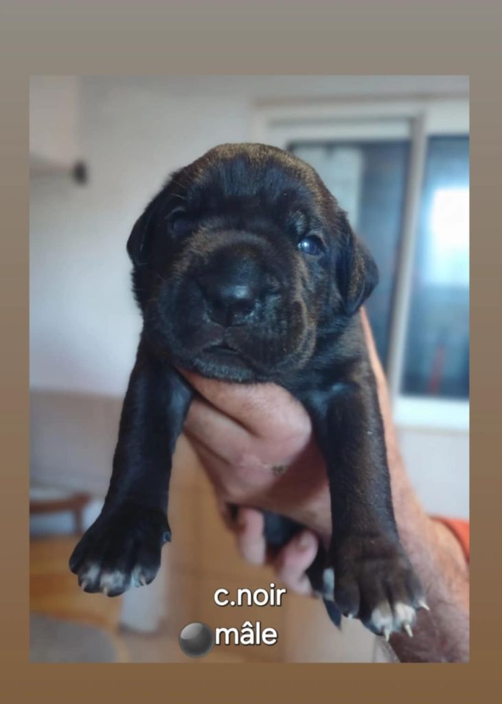 Des Gardiens De L'Eau Vive - Chiot disponible  - Cane Corso