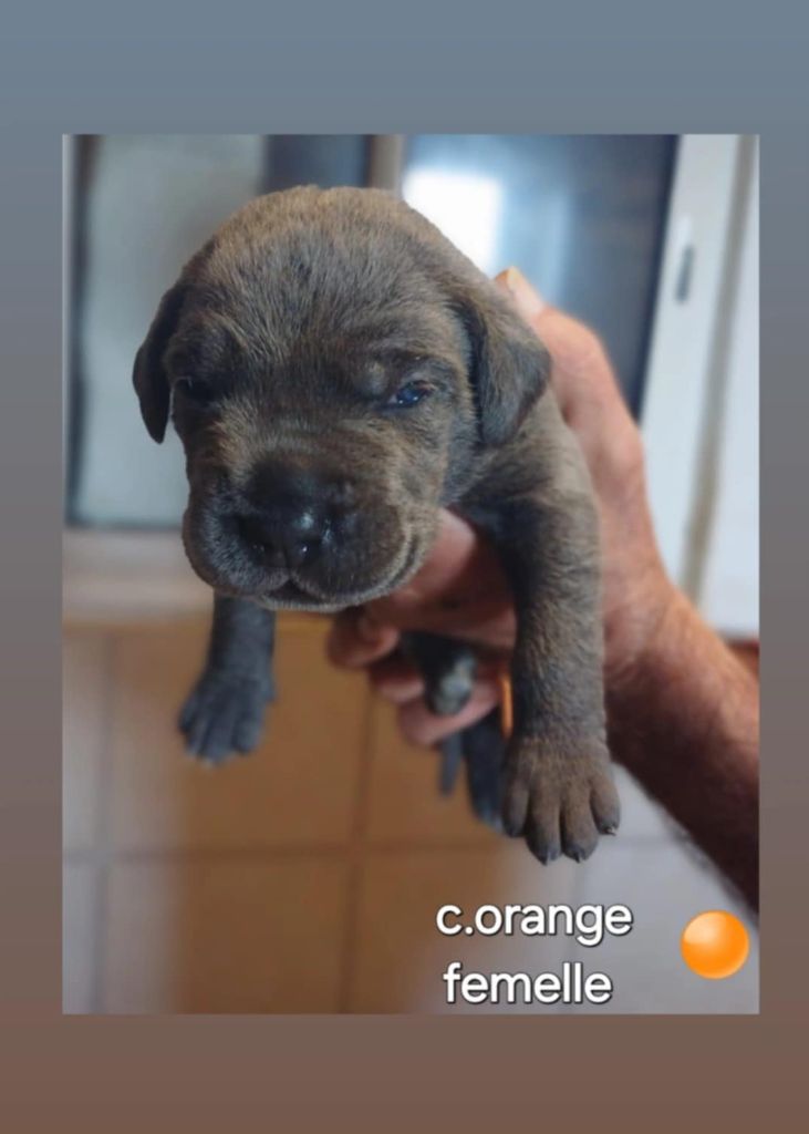 Des Gardiens De L'Eau Vive - Chiot disponible  - Cane Corso