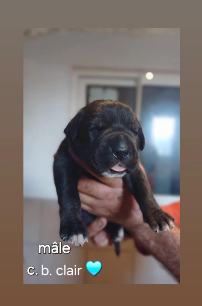 Des Gardiens De L'Eau Vive - Chiot disponible  - Cane Corso