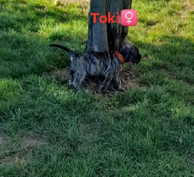 TOKI