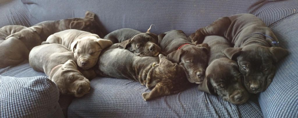 chiot Cane Corso Des Gardiens De L'Eau Vive