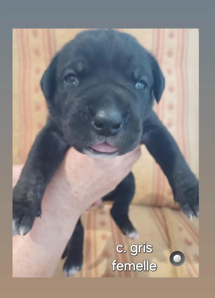 Des Gardiens De L'Eau Vive - Chiot disponible  - Cane Corso