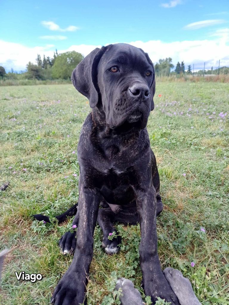 Des Gardiens De L'Eau Vive - Chiot disponible  - Cane Corso