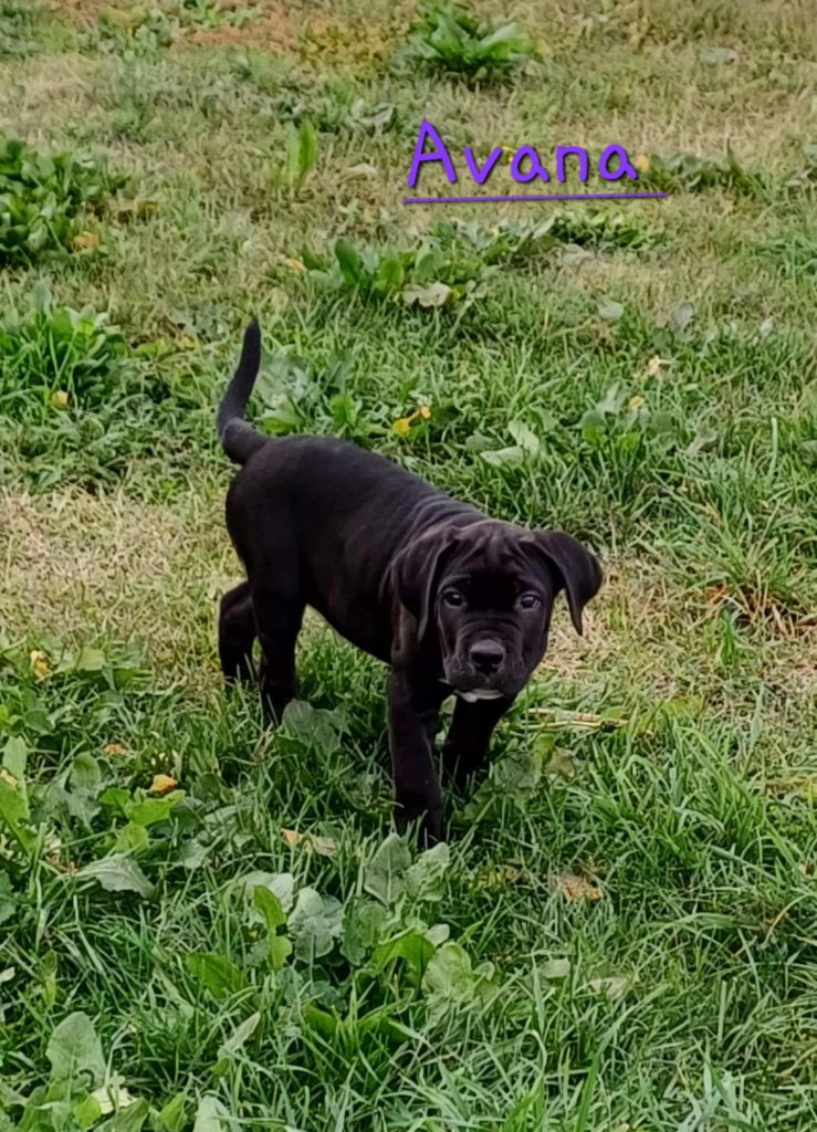 Des Gardiens De L'Eau Vive - Chiots disponibles - Cane Corso