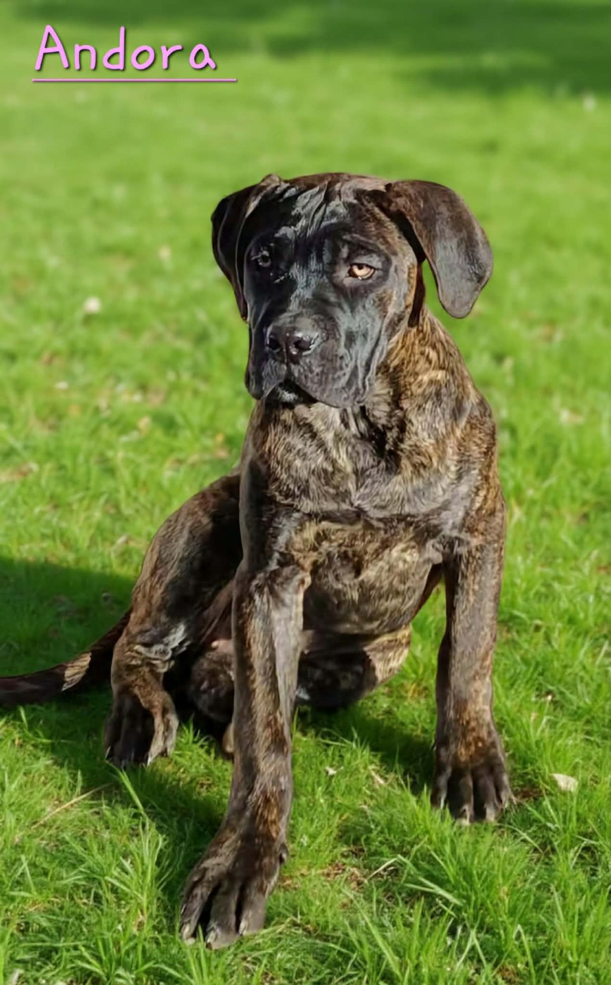 Des Gardiens De L'Eau Vive - Chiots disponibles - Cane Corso