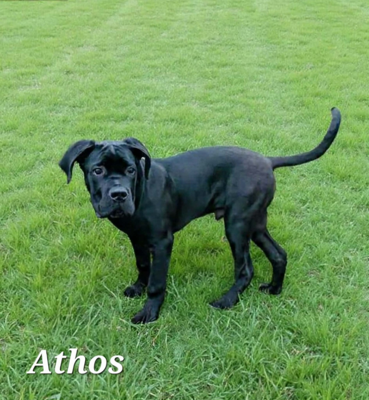 Des Gardiens De L'Eau Vive - Chiots disponibles - Cane Corso