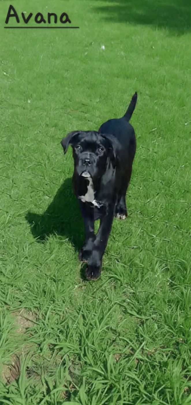 Des Gardiens De L'Eau Vive - Chiots disponibles - Cane Corso