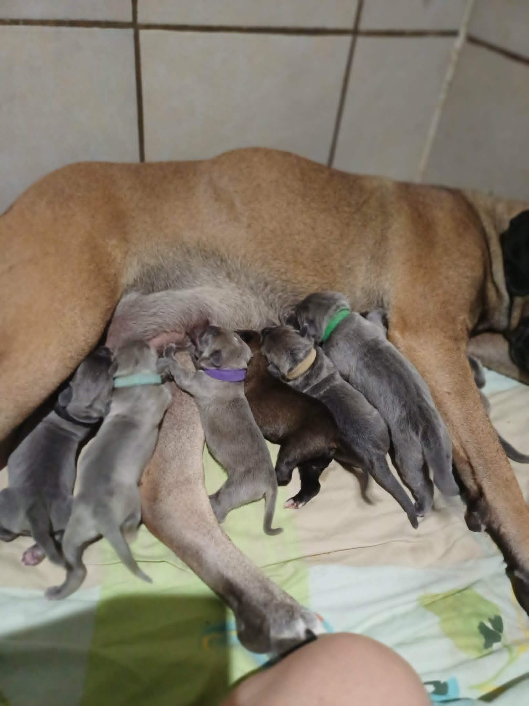 Chiot Cane Corso Des Gardiens De L'Eau Vive
