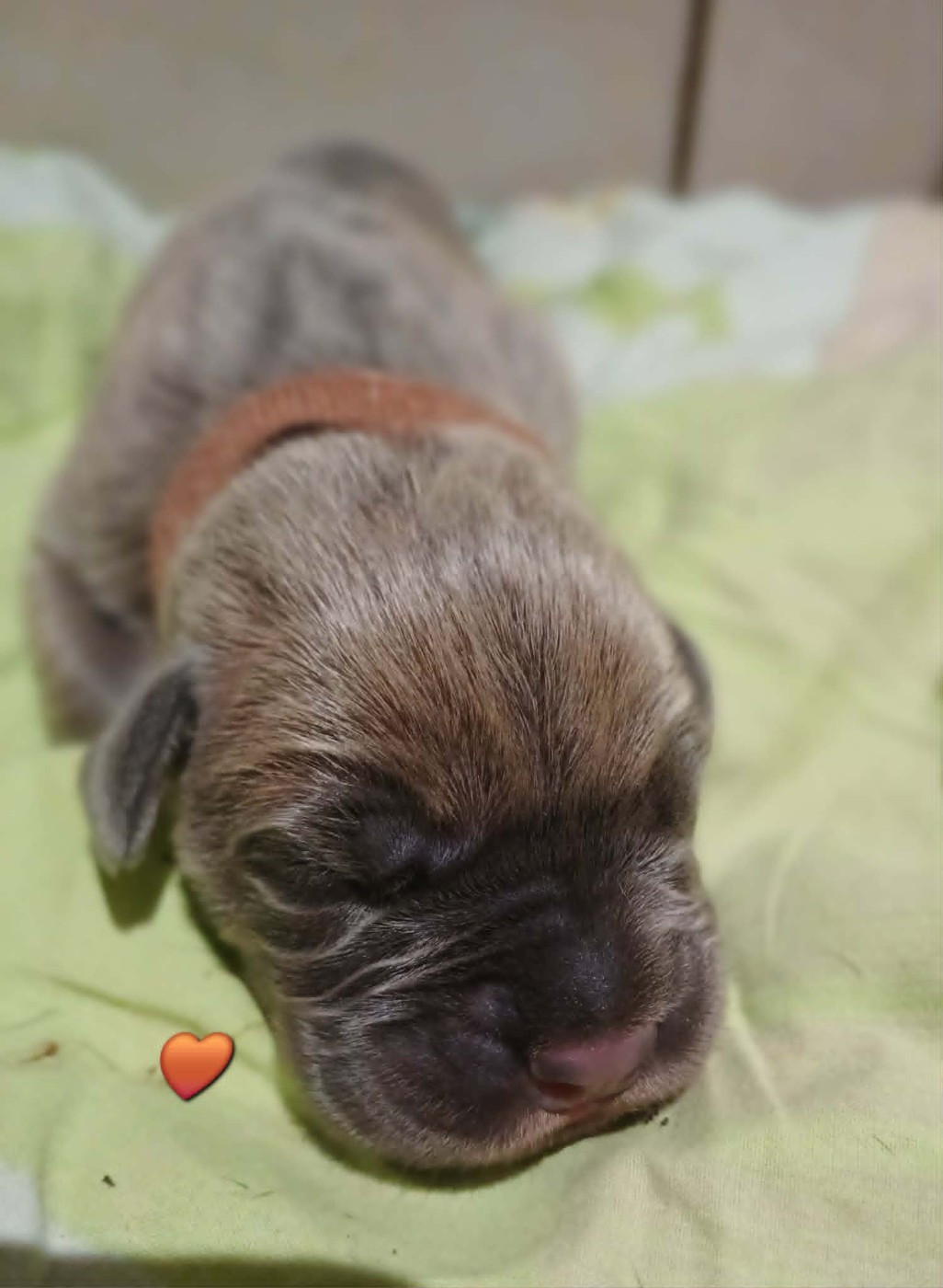 Des Gardiens De L'Eau Vive - Chiots disponibles - Cane Corso