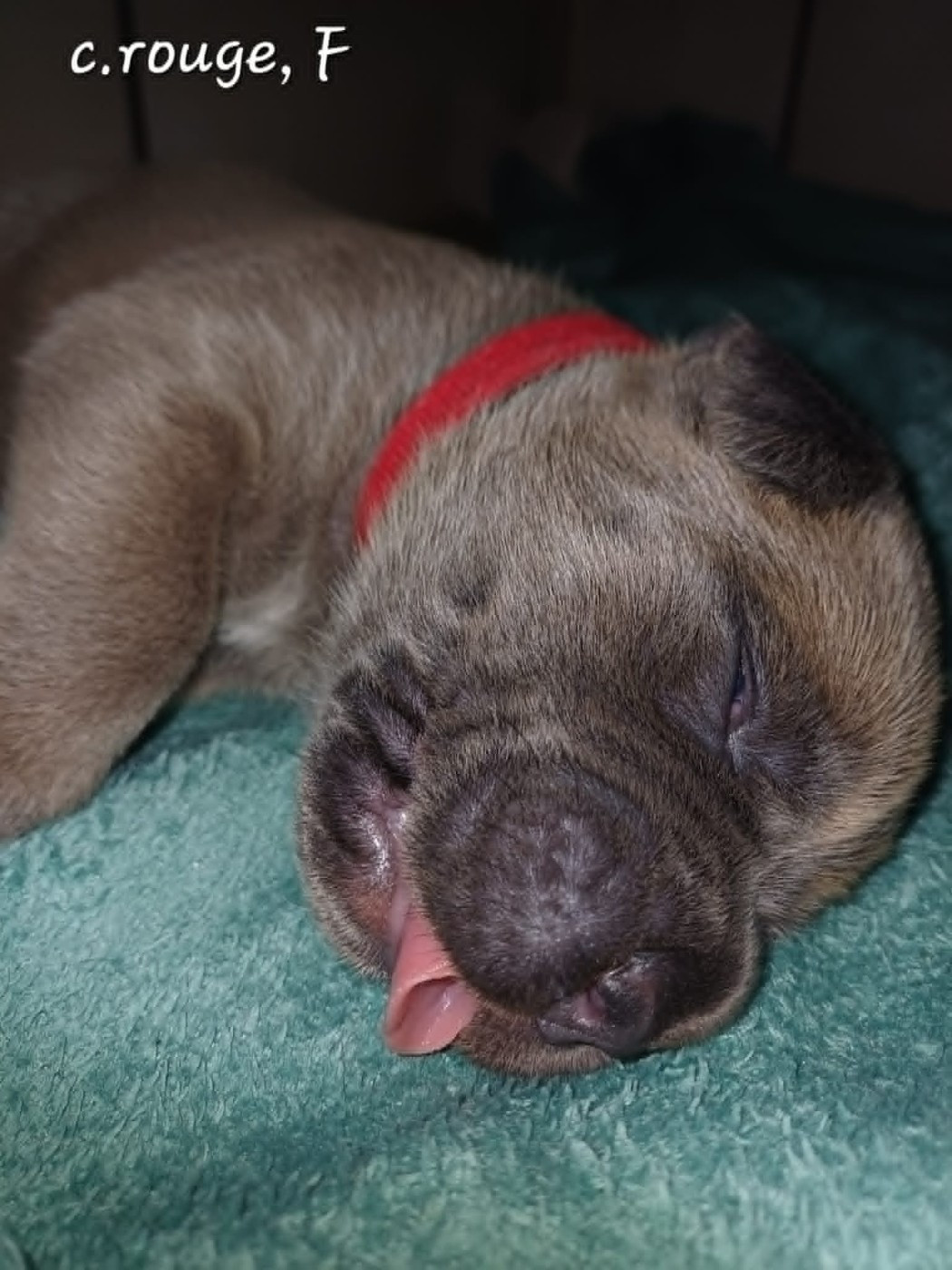 Des Gardiens De L'Eau Vive - Chiots disponibles - Cane Corso
