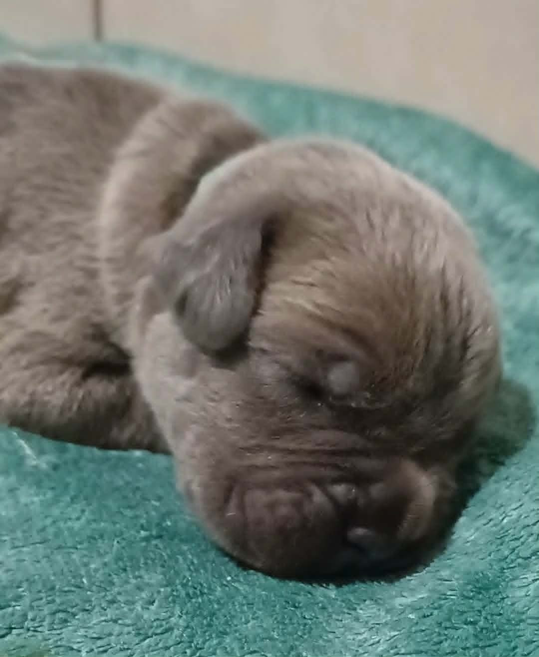 Des Gardiens De L'Eau Vive - Chiots disponibles - Cane Corso