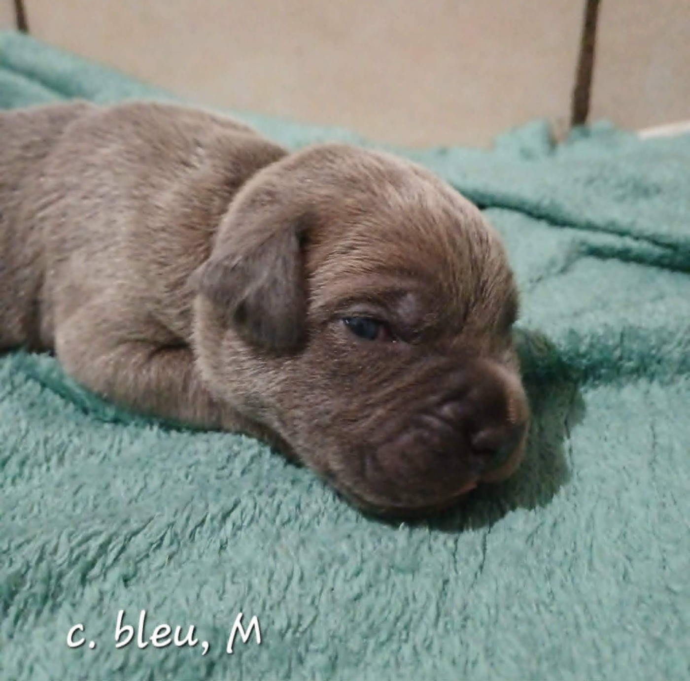 Des Gardiens De L'Eau Vive - Chiots disponibles - Cane Corso
