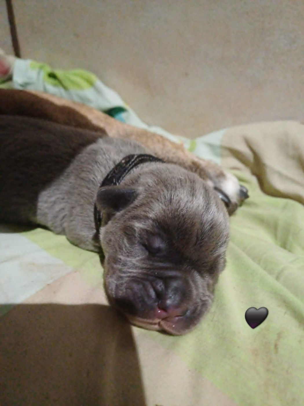 Des Gardiens De L'Eau Vive - Chiots disponibles - Cane Corso