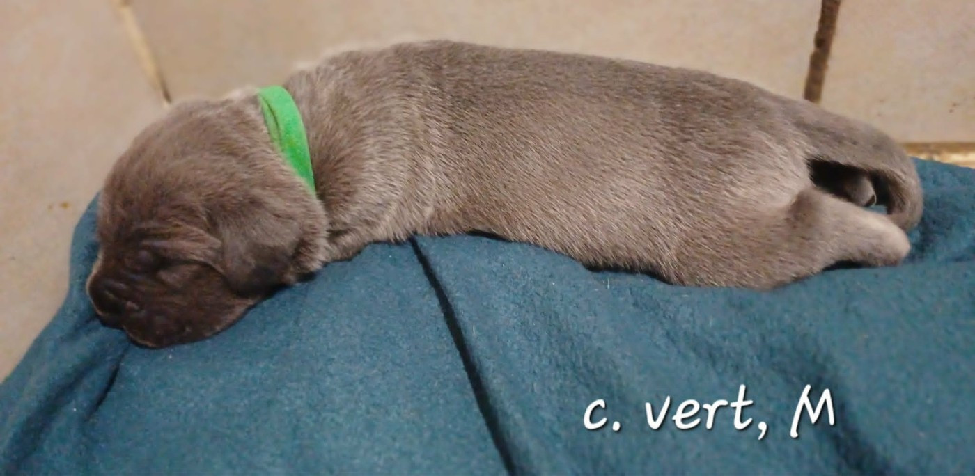 Des Gardiens De L'Eau Vive - Chiots disponibles - Cane Corso