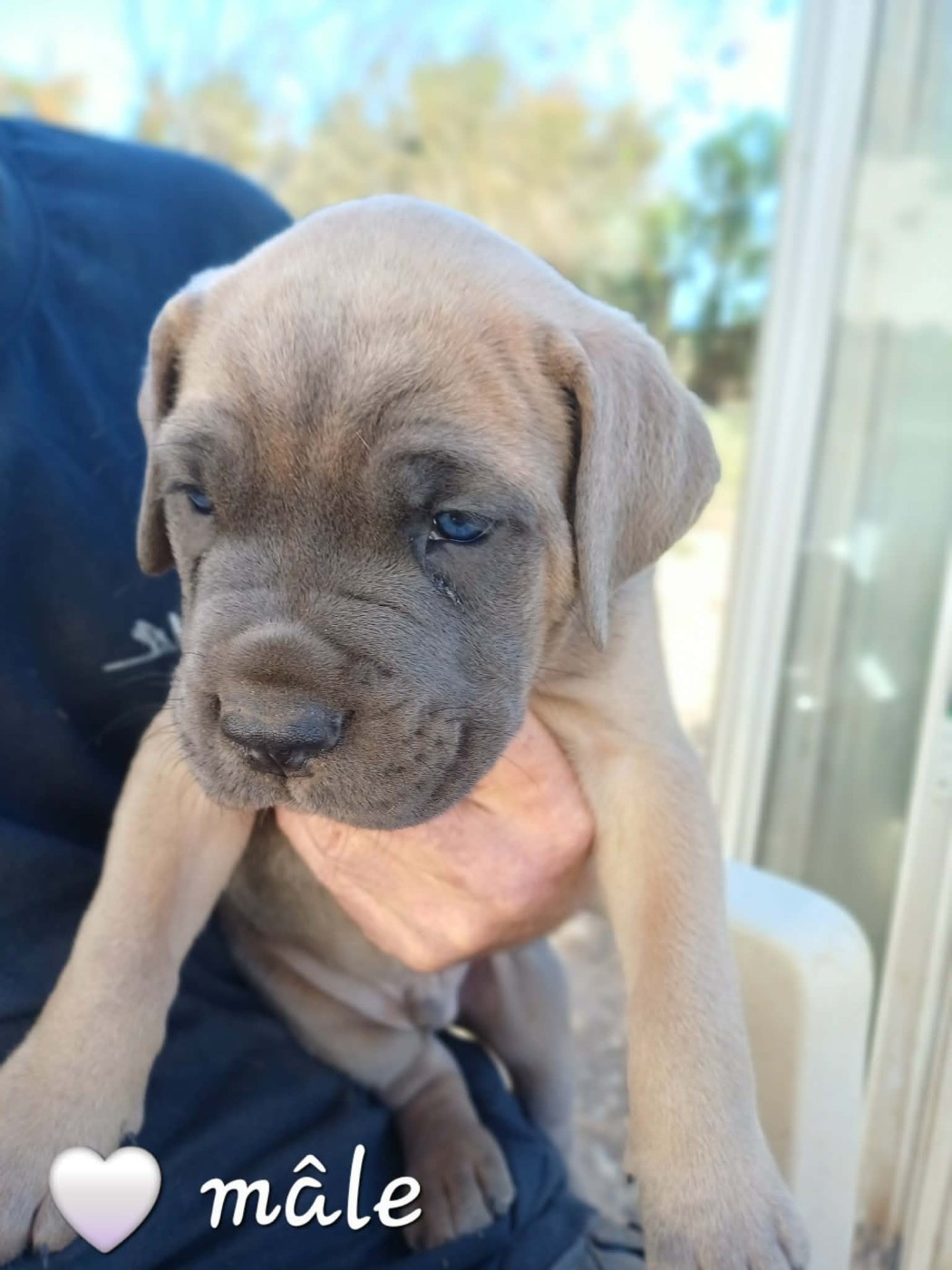 Des Gardiens De L'Eau Vive - Chiots disponibles - Cane Corso