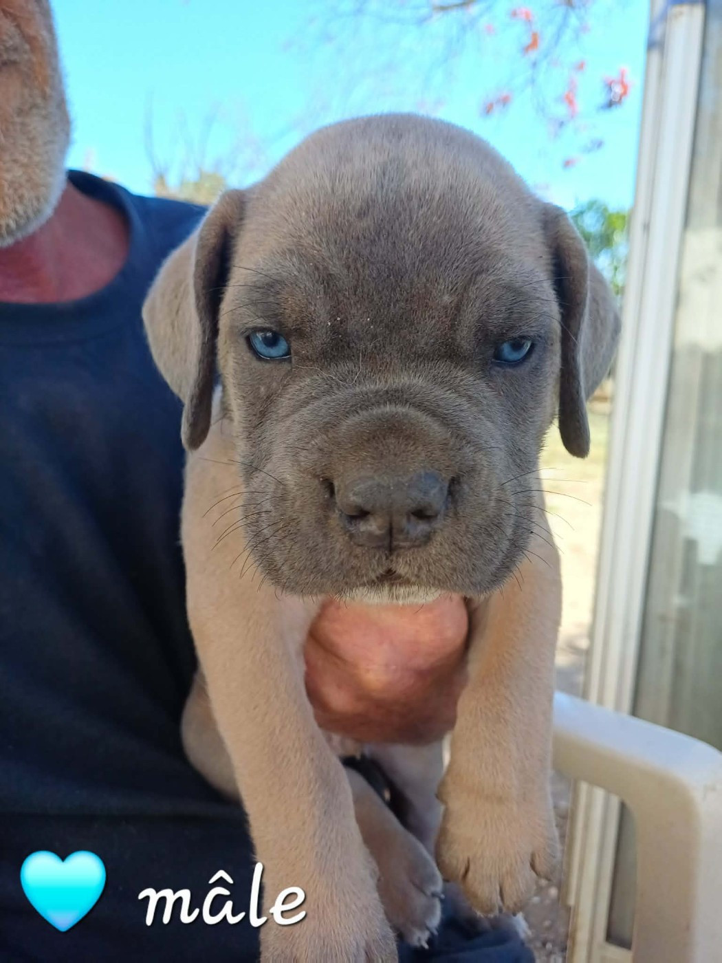 Des Gardiens De L'Eau Vive - Chiots disponibles - Cane Corso