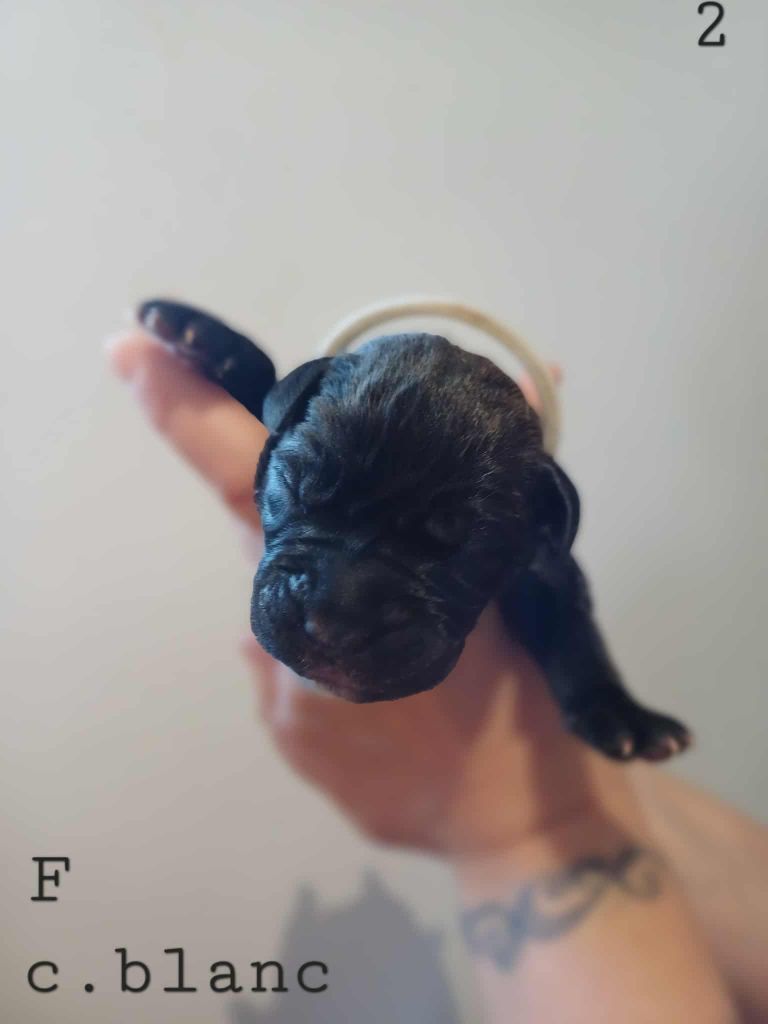 Des Gardiens De L'Eau Vive - Chiots disponibles - Cane Corso