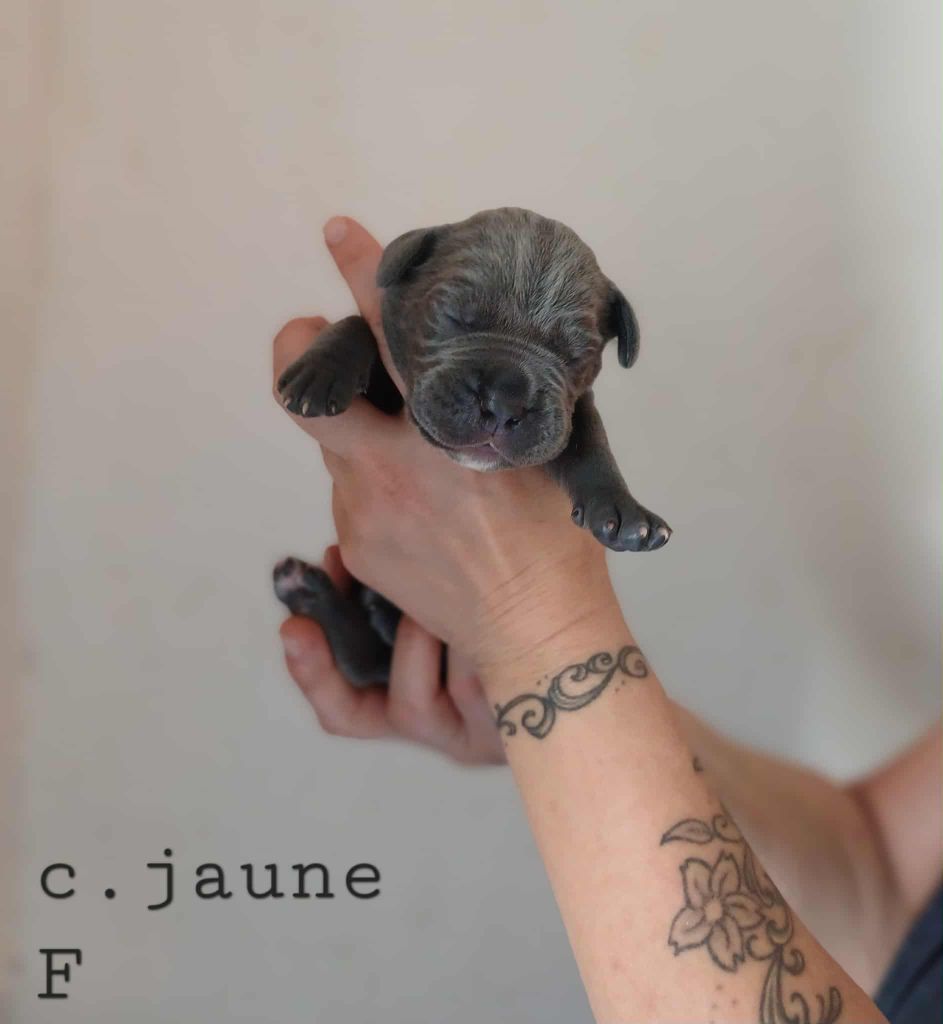 Des Gardiens De L'Eau Vive - Chiots disponibles - Cane Corso