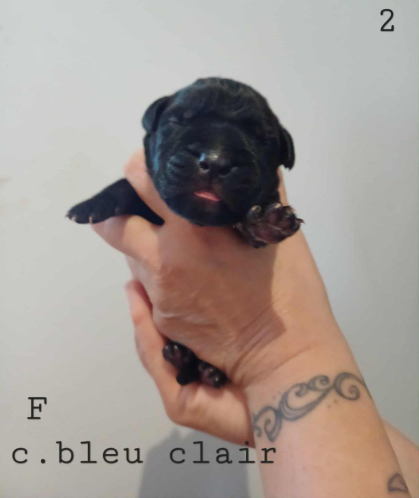 Des Gardiens De L'Eau Vive - Chiots disponibles - Cane Corso
