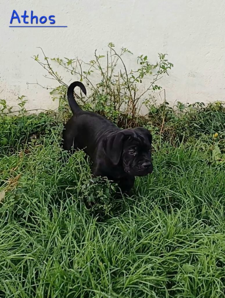 Des Gardiens De L'Eau Vive - Chiots disponibles - Cane Corso