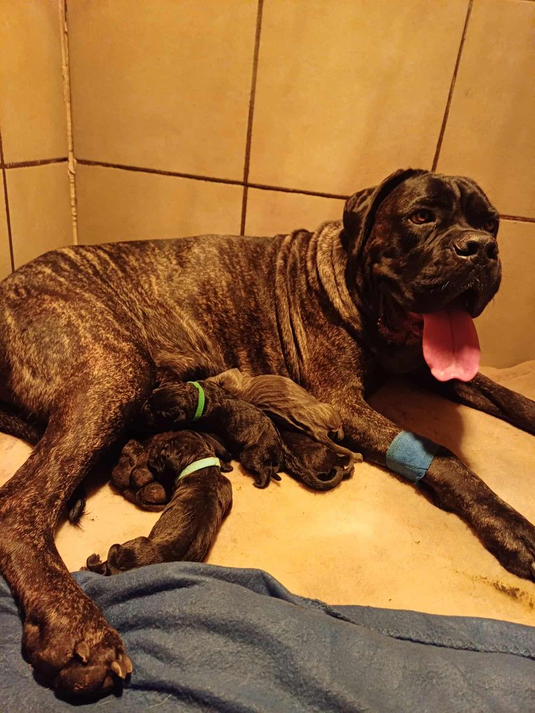 Des Gardiens De L'Eau Vive - Cane Corso - Portée née le 05/09/2025