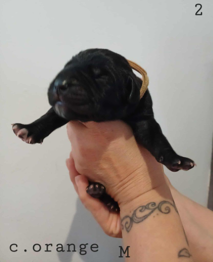 Des Gardiens De L'Eau Vive - Chiots disponibles - Cane Corso