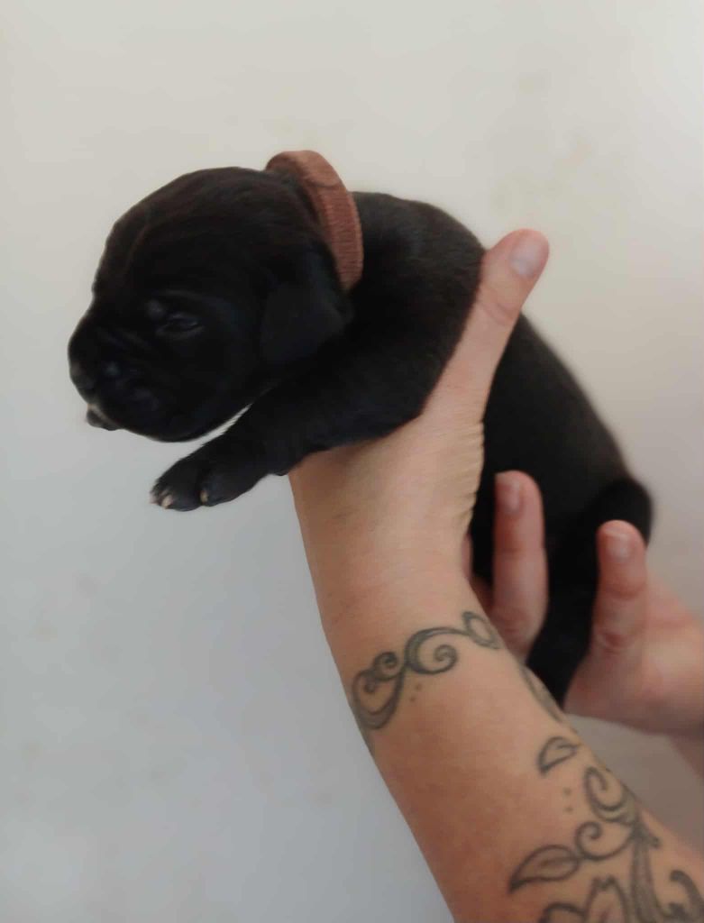 Des Gardiens De L'Eau Vive - Chiots disponibles - Cane Corso