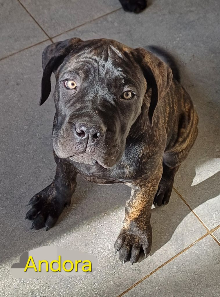 Des Gardiens De L'Eau Vive - Chiots disponibles - Cane Corso