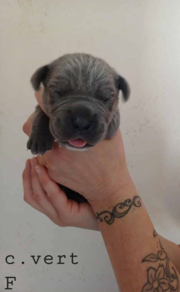 Des Gardiens De L'Eau Vive - Chiots disponibles - Cane Corso