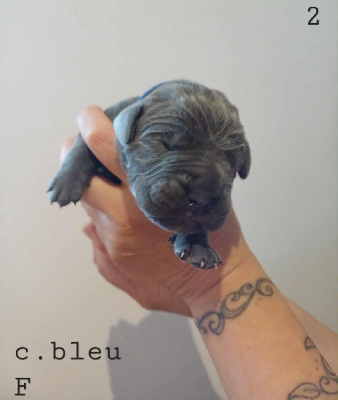 CHIOT