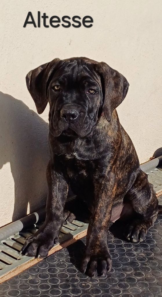 Des Gardiens De L'Eau Vive - Chiots disponibles - Cane Corso