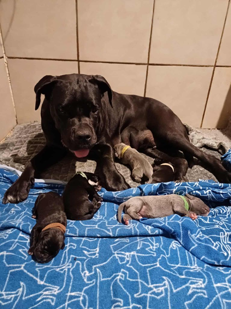 Chiot Cane Corso Des Gardiens De L'Eau Vive