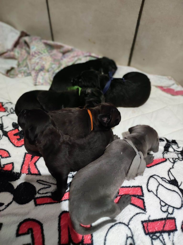 Des Gardiens De L'Eau Vive - Cane Corso - Portée née le 10/06/2023