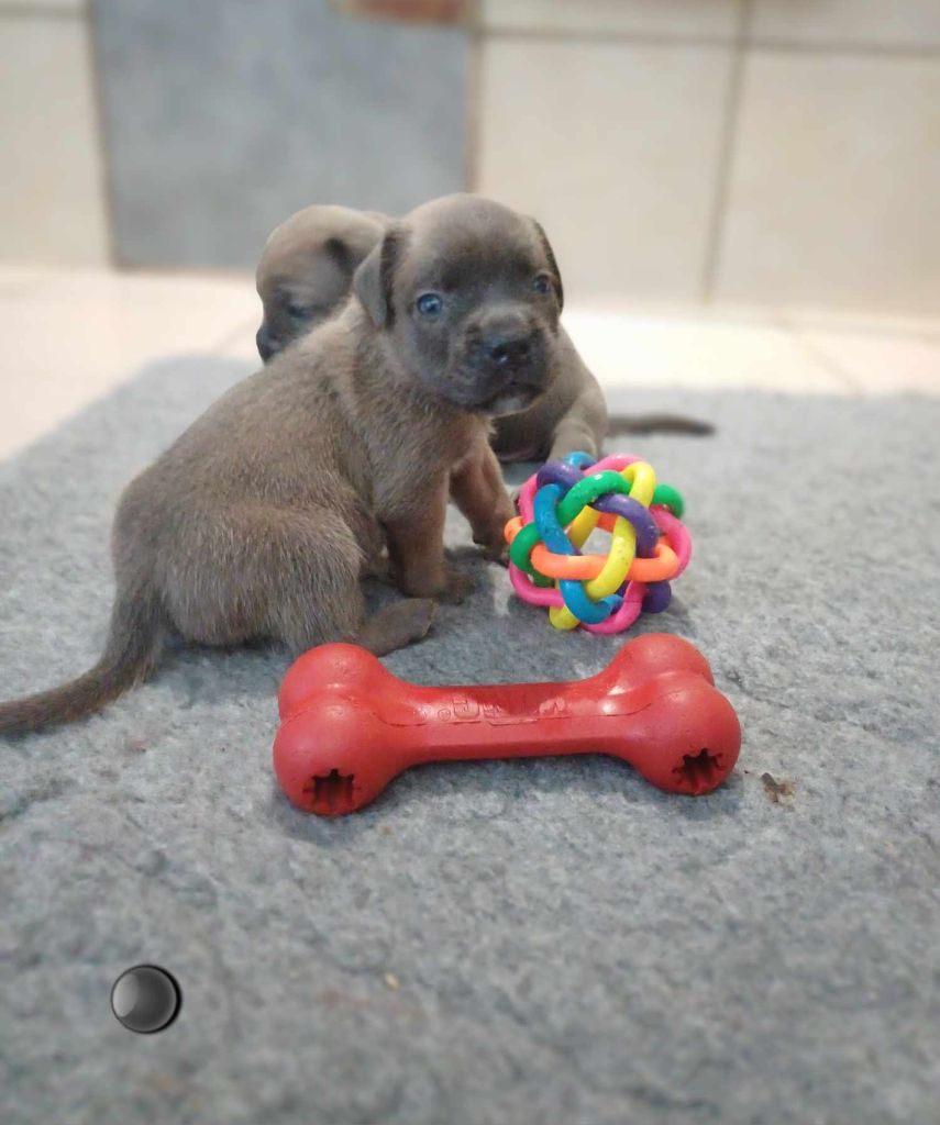 Des Gardiens De L'Eau Vive - Cane Corso - Portée née le 02/06/2024