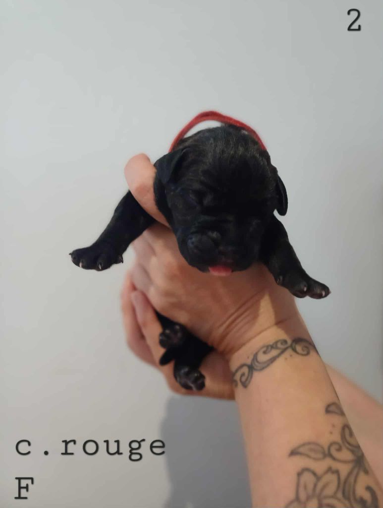 Des Gardiens De L'Eau Vive - Chiots disponibles - Cane Corso