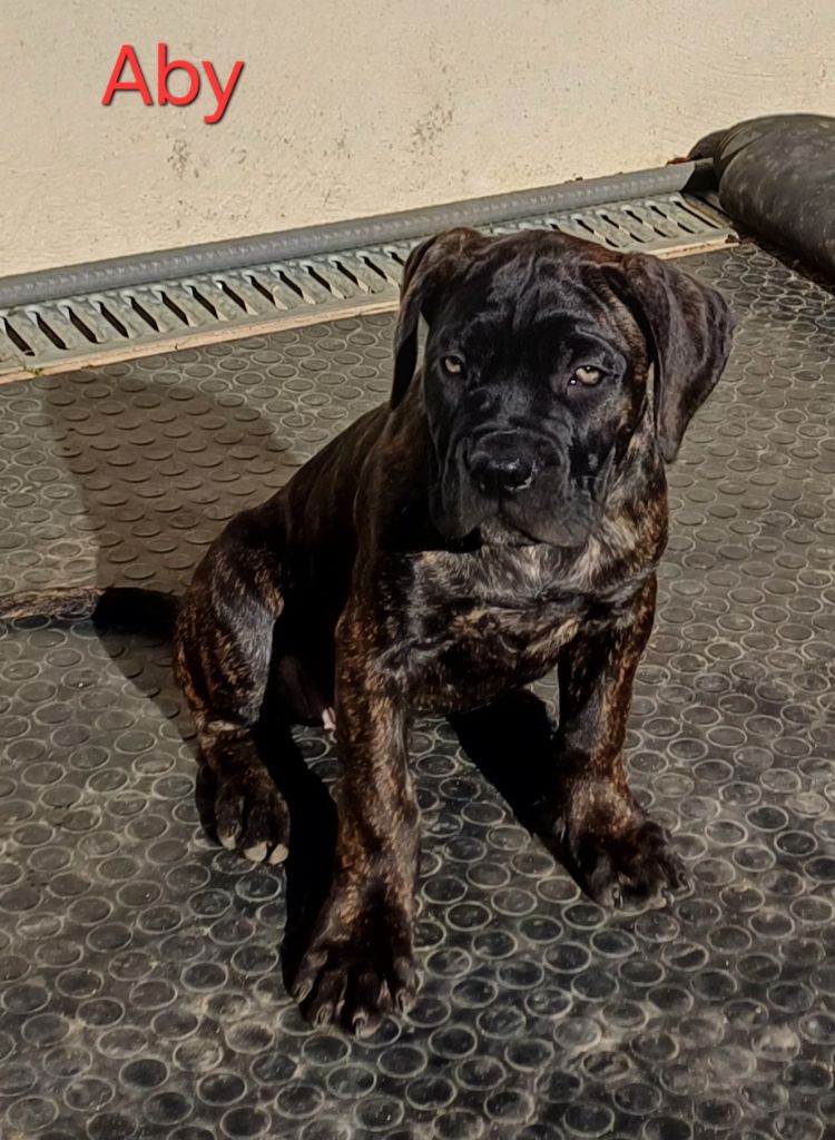 Des Gardiens De L'Eau Vive - Chiots disponibles - Cane Corso