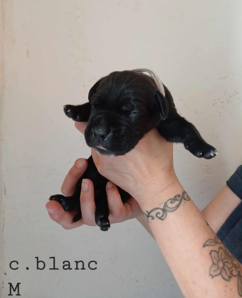 Des Gardiens De L'Eau Vive - Chiots disponibles - Cane Corso