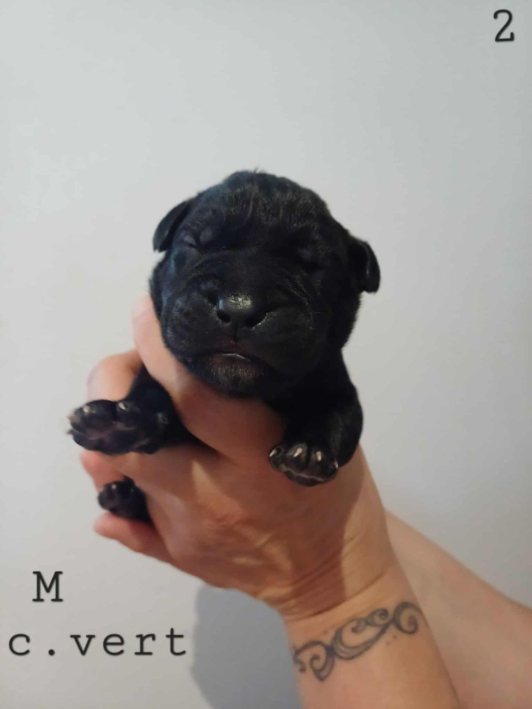 Des Gardiens De L'Eau Vive - Chiots disponibles - Cane Corso