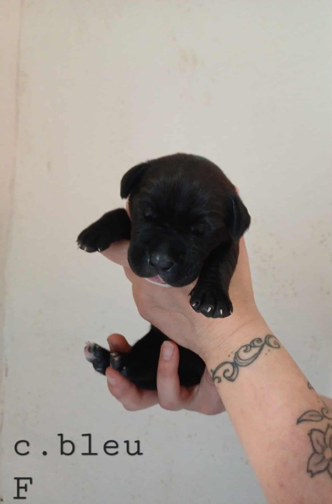 Des Gardiens De L'Eau Vive - Chiots disponibles - Cane Corso